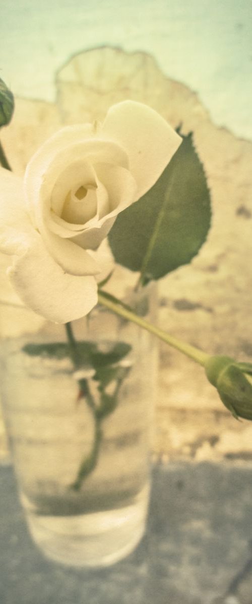 White Rose by Julia Gogol