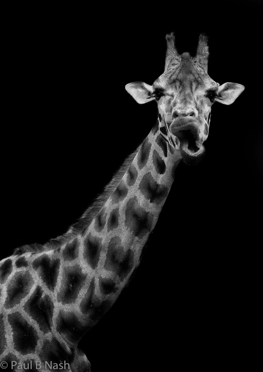Photorealistic Photograph , Giraffe Chewing The Cud By Paul Nash, 16 X 24, Artwork For Sale On Artfinder