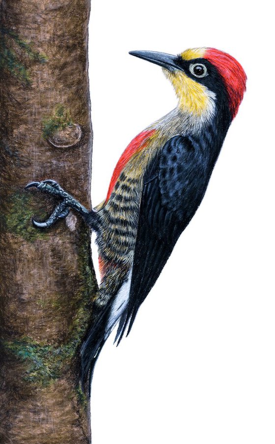 Original pastel drawing bird "Yellow-fronted woodpecker"