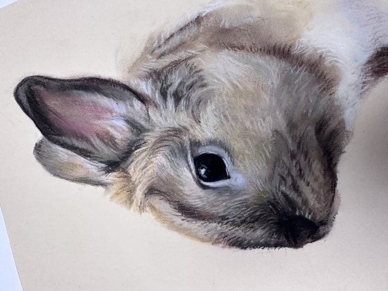 Portrait of a cute rabbit