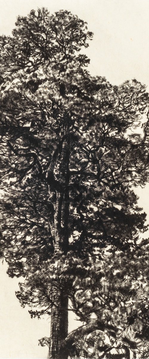 Scots Pine by Fiona Hamilton
