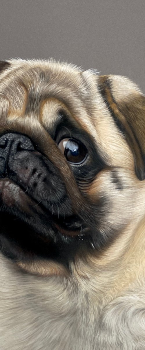 Pug Portrait by Clare Parkes