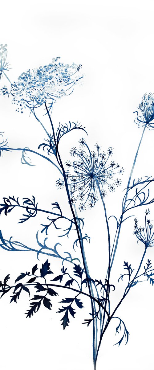 Queen Anne's Lace No. 11 by Elizabeth Becker