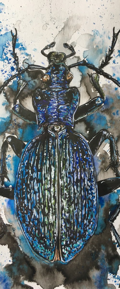 Blue Ground Beetle by Matt Buckett