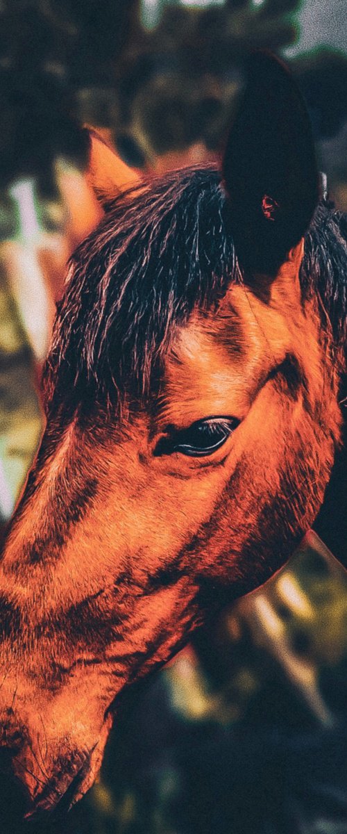 Horse by Nektaria Thalia