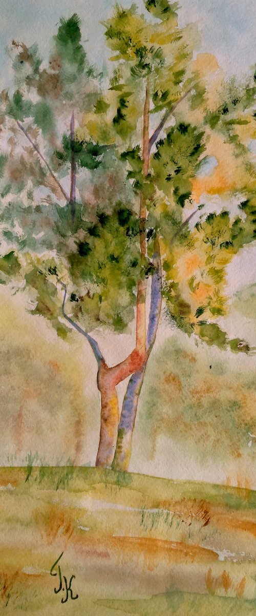 Pine Tree original watercolor painting by Halyna Kirichenko