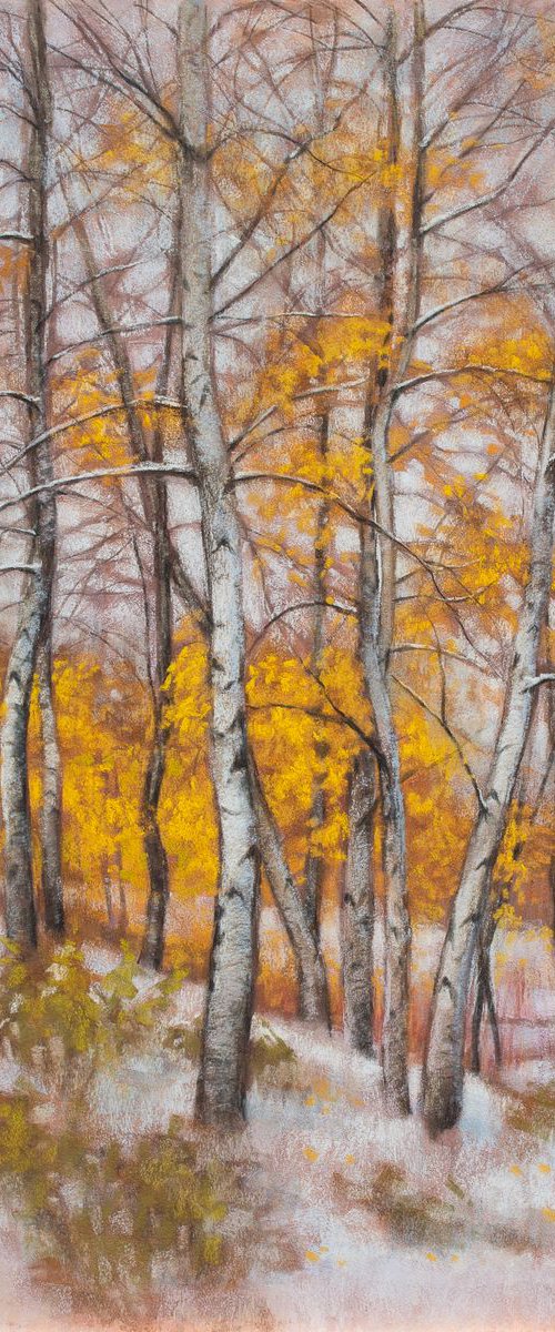 Birches in First Snow, 3 by Fiona Craig