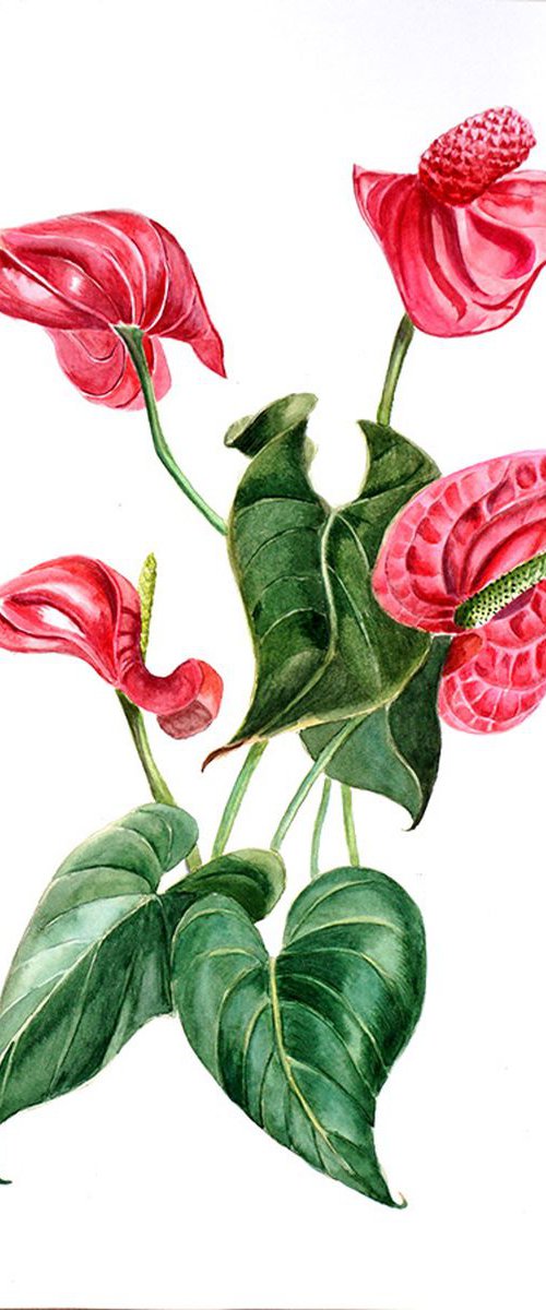 Red anthurium by Olga Tchefranov (Shefranov)