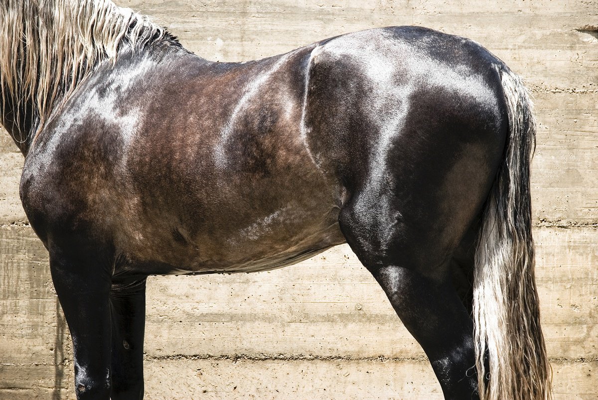 Photorealistic Animal Photograph By Andrew Lever, 60 X 40, Andalucian Stallion, Original Artwork