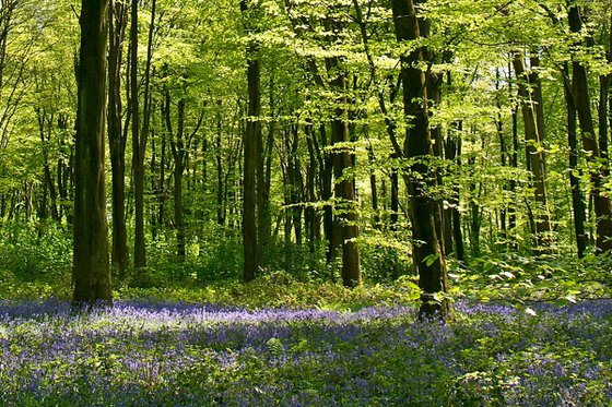 Deep in the Bluebell Woods