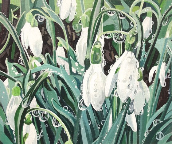 Snowdrops And Droplets