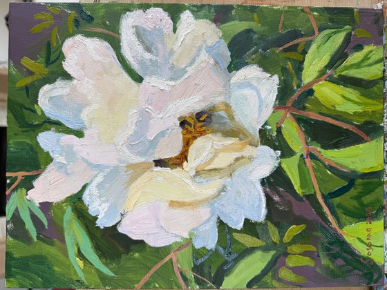 Peony