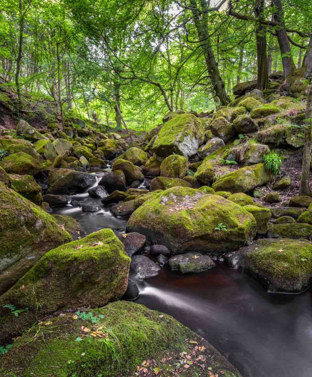Photorealistic Landscape Photograph By Northlight Harbour, 12 X 17", Woodland Stream A3, Original Artwork