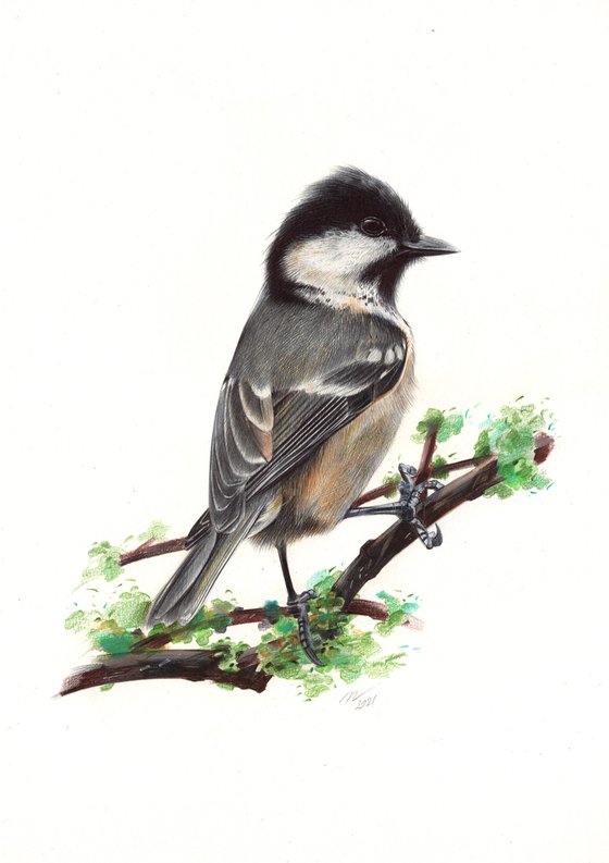 Coal Tit - Little Bird Portrait
