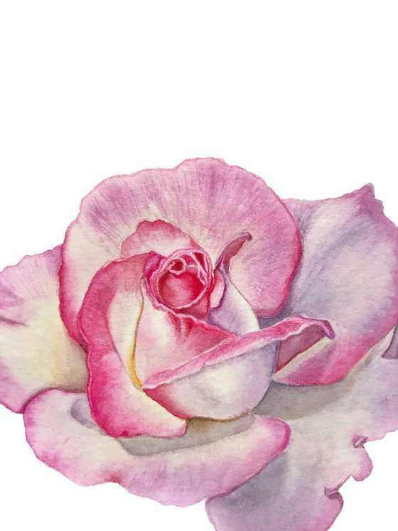 Tender pink rose