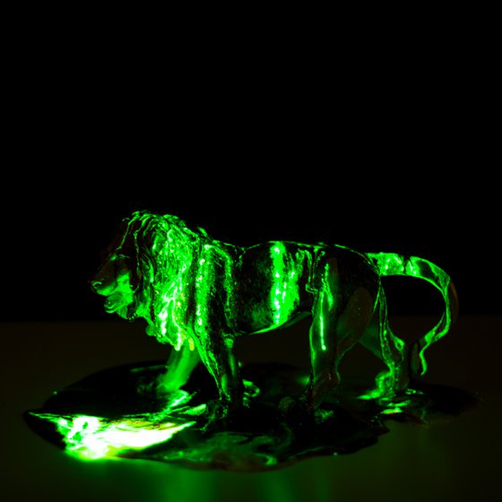 Lion walking in color