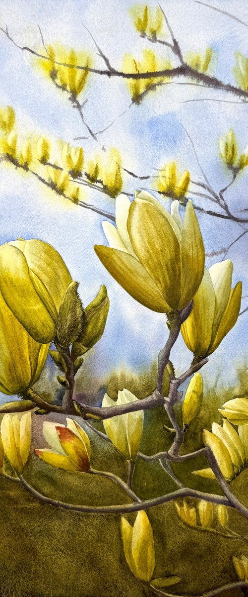Yellow magnolias watercolor flowers by Yuliia Prokopchuk