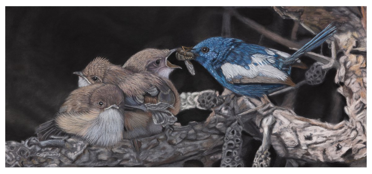 Photorealistic Animal Pastel Drawing By Gary Thomas, 31 X 19, Tastes Like Chicken (Framed), Original Artwork