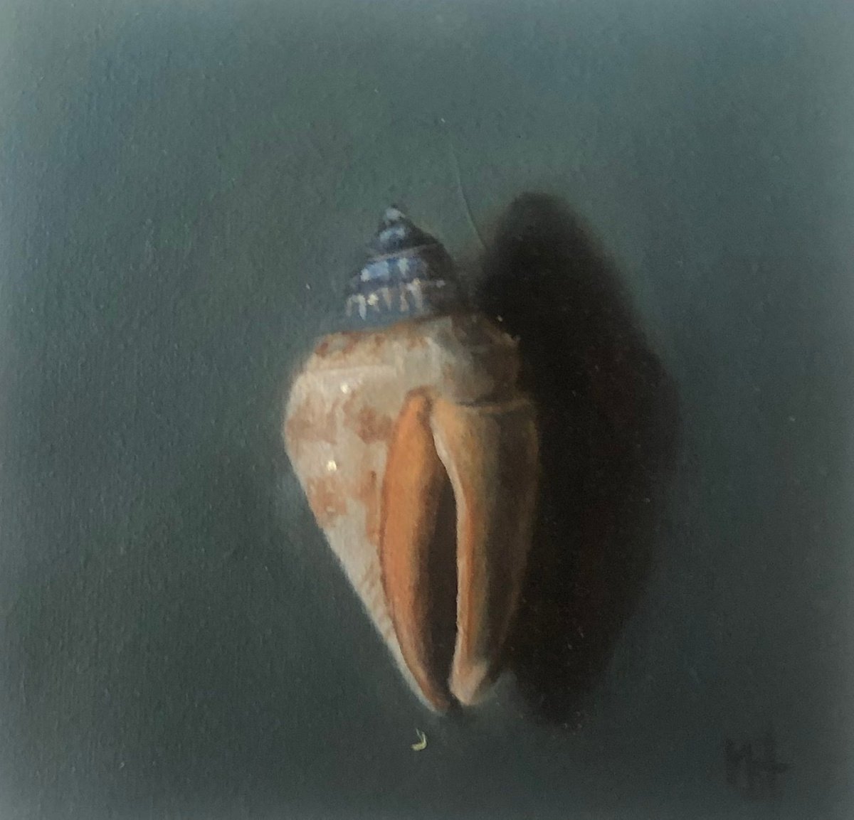 Shell by Marybeth Hucker