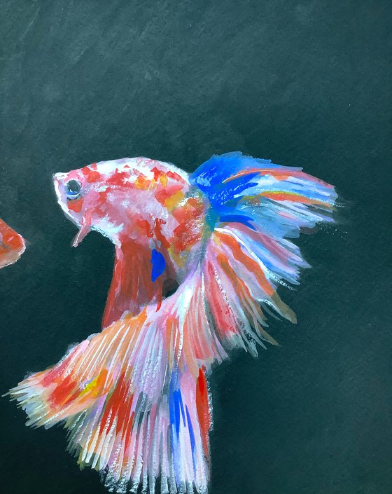 Siamese fighting fish