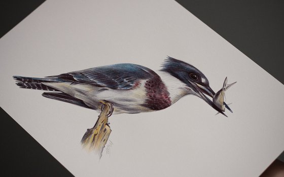 Birds Collection VI