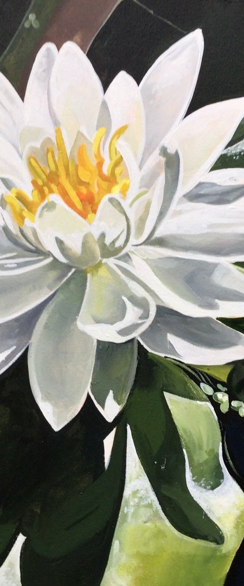White Water Lilly by Joseph Lynch