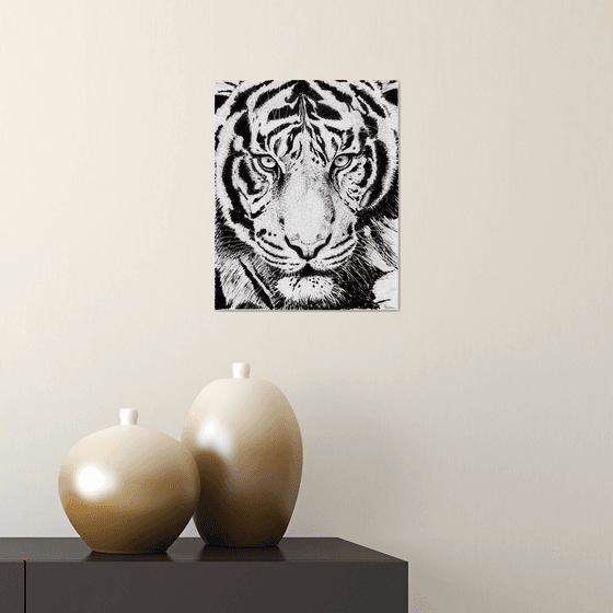 The piercing gaze of a tiger