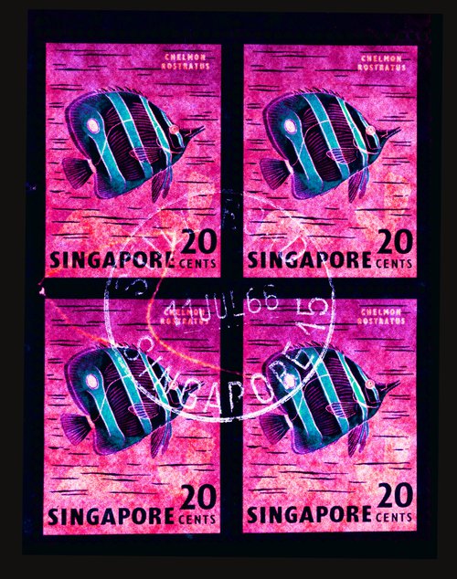 Singapore Stamp Collection '20 Cents Singapore Butterfly Fish' (Hot Pink) by Richard Heeps