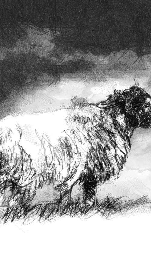 Moorland ewe by Sean Briggs