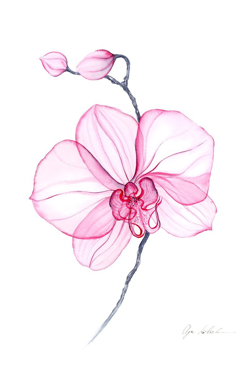 Illustrative Botanical Watercolour By Olga Koelsch, 9 X 12", Transparent Pink Orchid, Original Artwork
