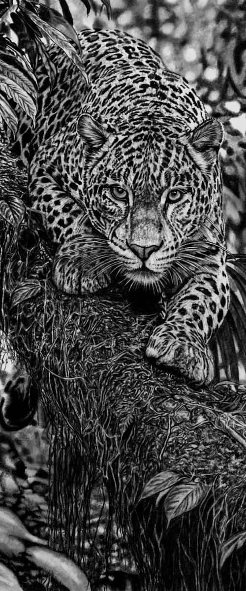 Jungle Leopard by Paul Stowe