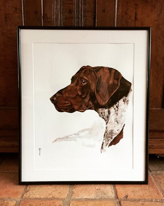 German Shorthaired Pointer .1