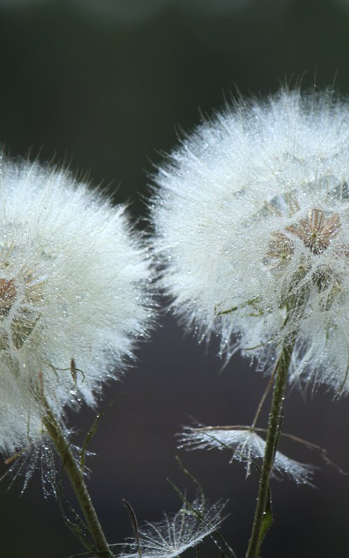 Two dandelions by Sonja  Čvorović