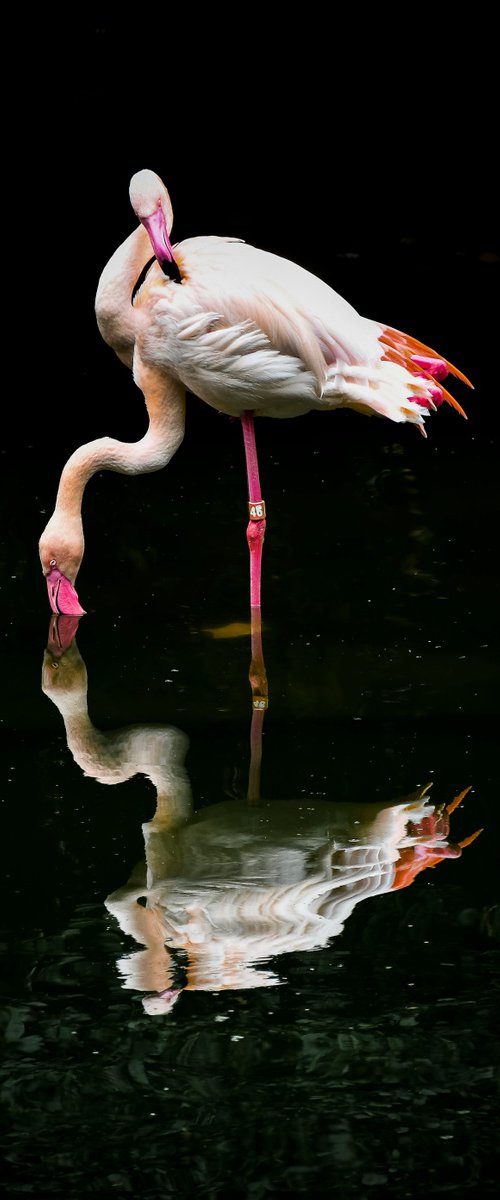 Flamingo by Sergio Capuzzimati