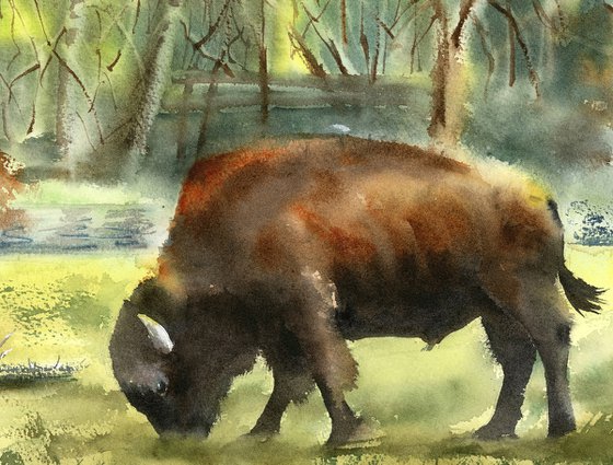 Bison in the Forest
