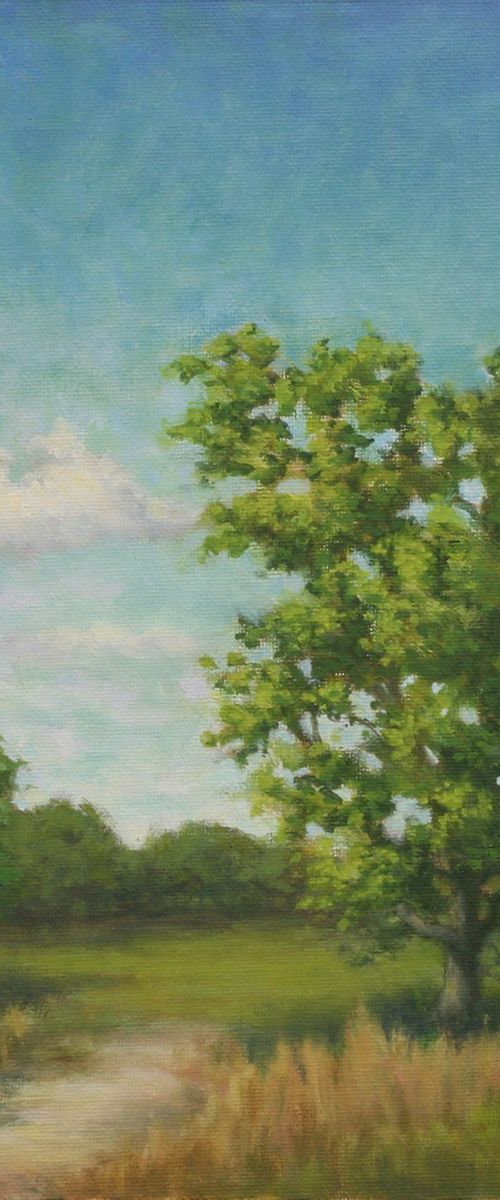 Beach Park Trees by John Fleck