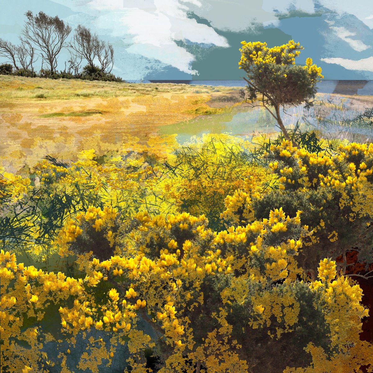 Landscape Photograph By Claire Gill, 24 X 24, Among The Yellow Blossom, Original Artwork