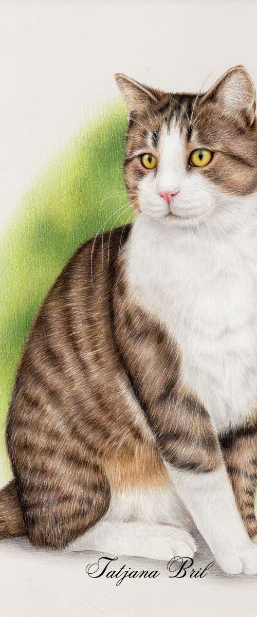 Cat called Tiger by Tatjana Bril