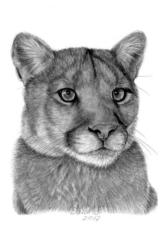 Puma (2017) Charcoal drawing by Dalia Binkiene | Artfinder