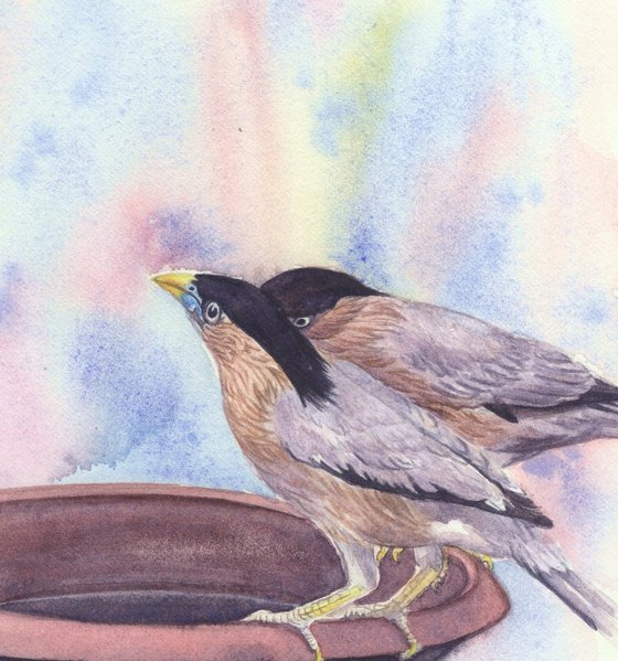 Indian Mynas