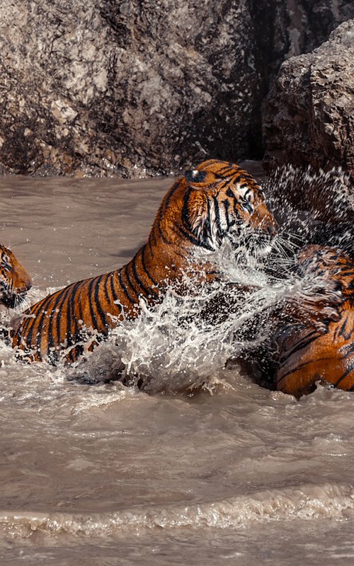 Tigers in Action by MINDIA MIDELASHVILI