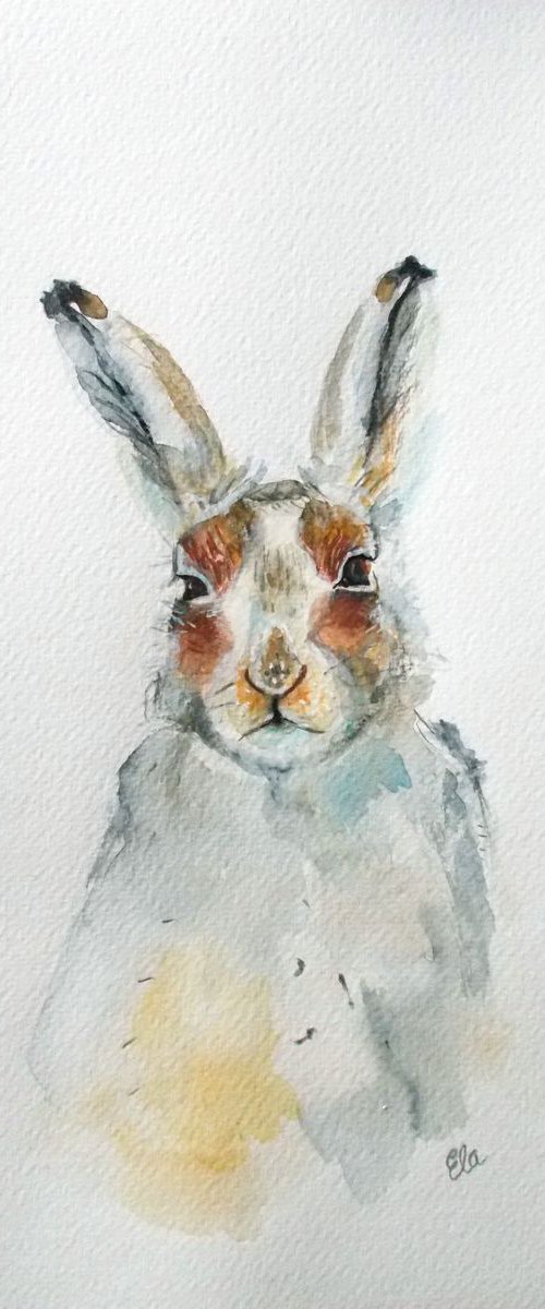 Hare by Daniela Ela  Kočička  Beuk