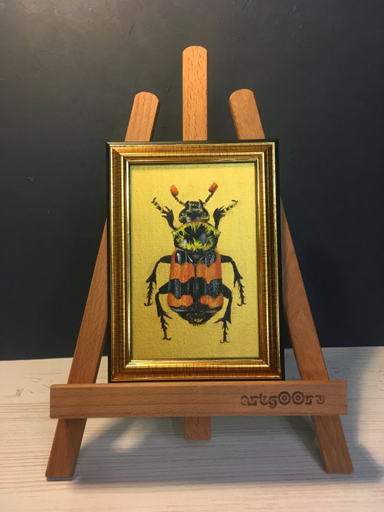 NICROPHORUS - Golden collection of beetles
