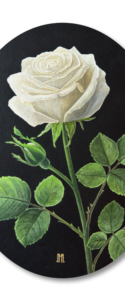 Rosa Alba (White Rose) by Mason Holcomb