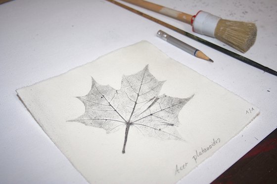 Acer platanoides I (Norway maple) – Charcoal-print