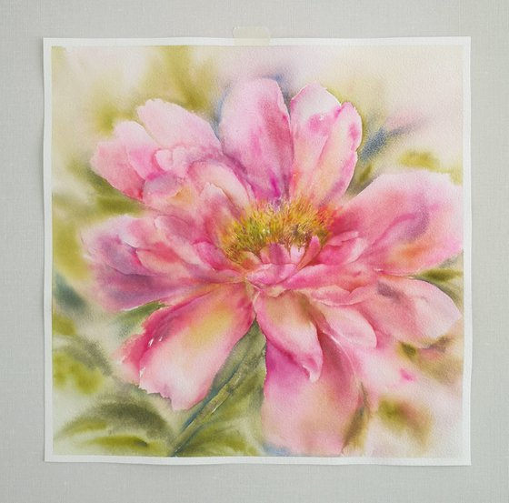 Peony. Pink flower watercolor painting