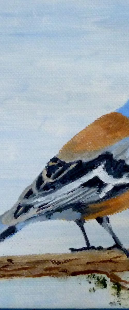 Chaffinch by Maddalena Pacini