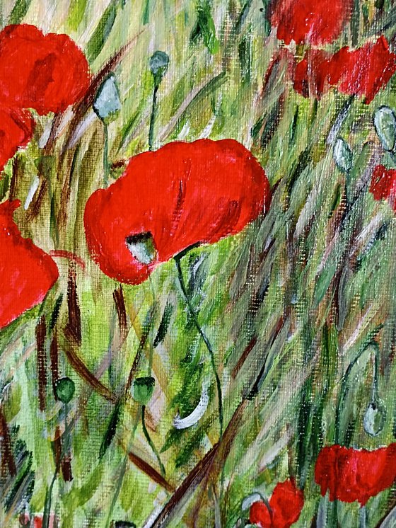 Red poppies flowers