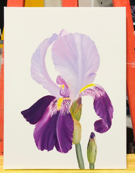 Iris flowers, Ritter