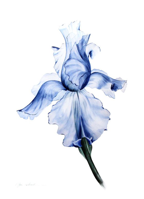 Blue Transparent Iris